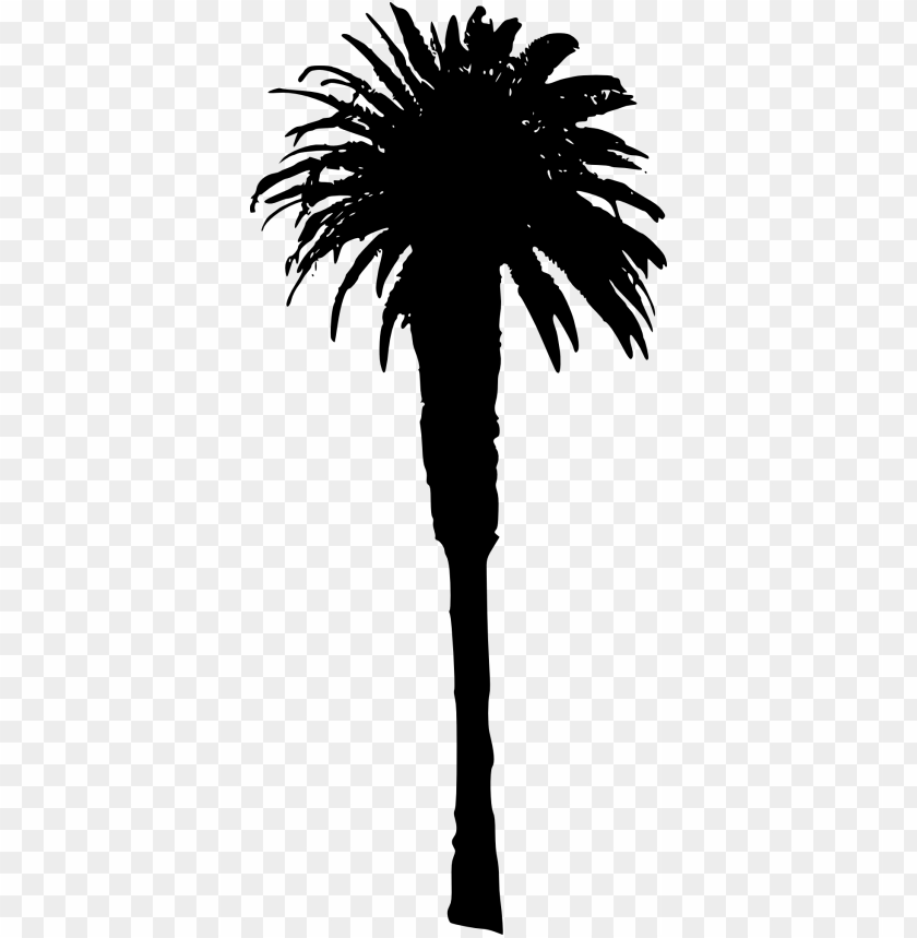 palm tree, tropical plants, landscaping, botanical illustration, silhouette art