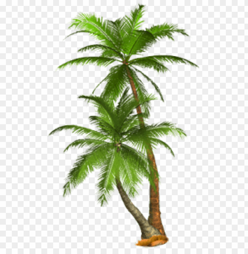 palm,نخلة