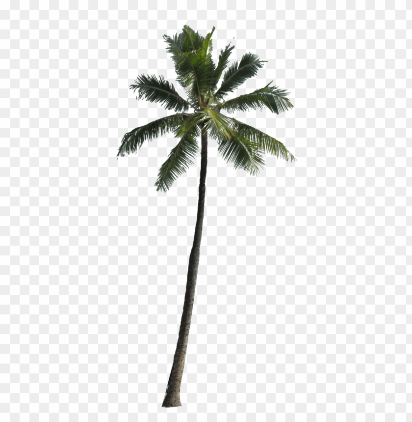 palm,نخلة