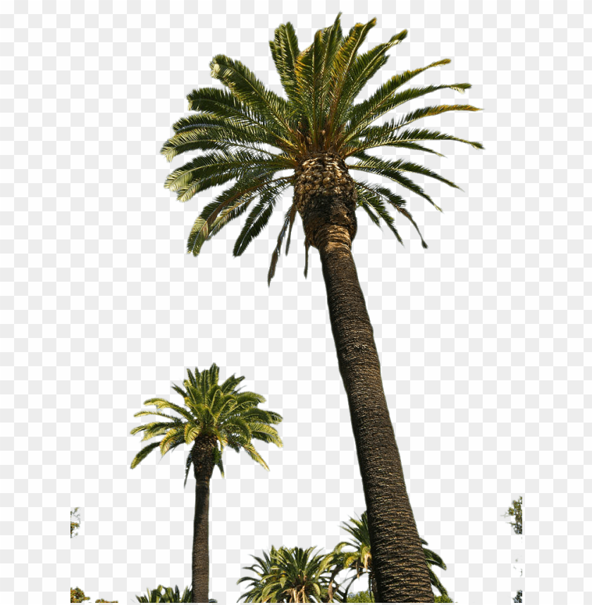 palm,نخلة