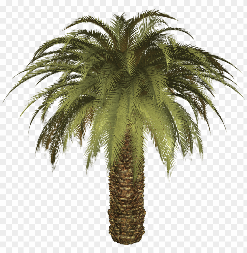 
palm tree
, 
feather-leaved
, 
fan-leaved
, 
evergreen leaves
, 
tropical tree
