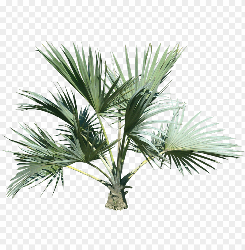 
palm tree
, 
feather-leaved
, 
fan-leaved
, 
evergreen leaves
, 
tropical tree
