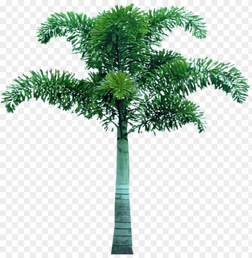 
palm tree
, 
feather-leaved
, 
fan-leaved
, 
evergreen leaves
, 
tropical tree
