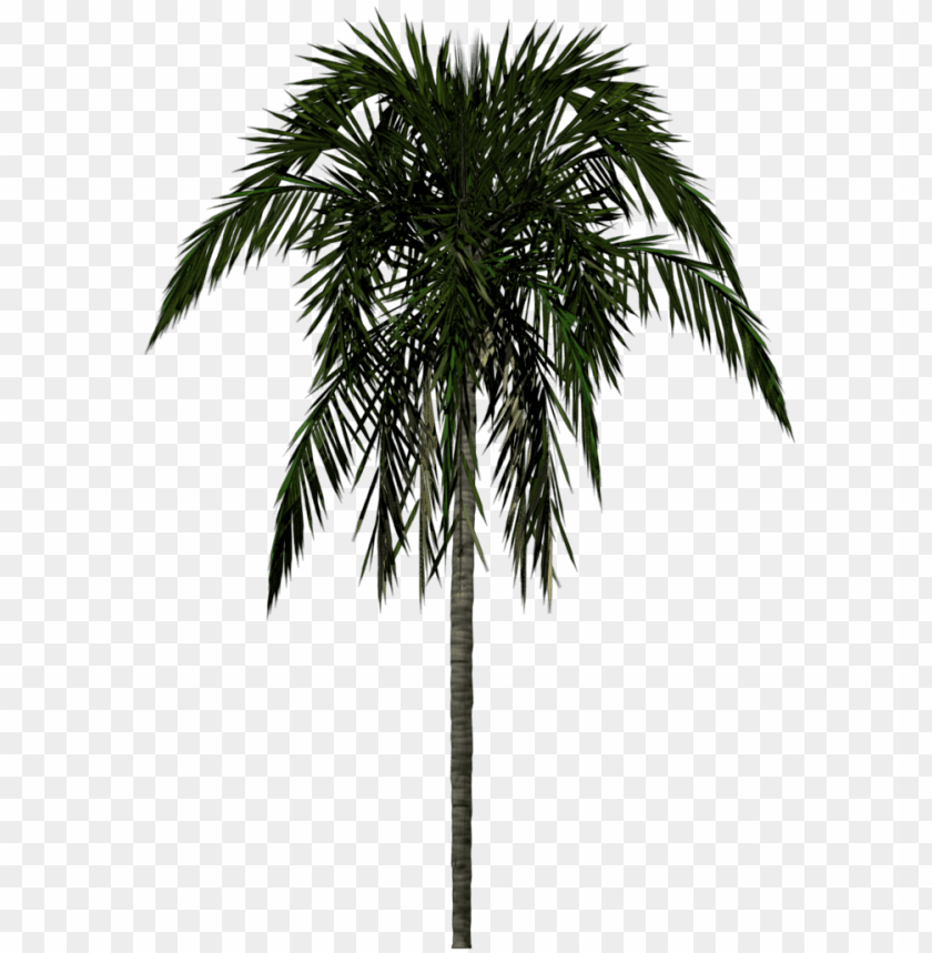 
palm tree
, 
feather-leaved
, 
fan-leaved
, 
evergreen leaves
, 
tropical tree
