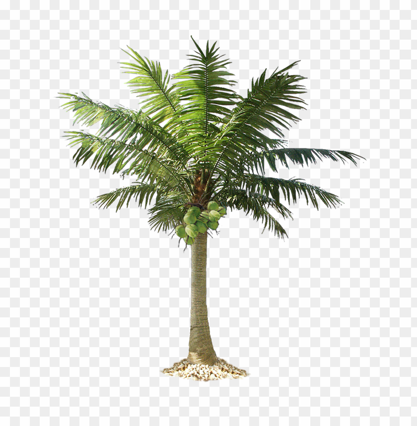 
palm tree
, 
feather-leaved
, 
fan-leaved
, 
evergreen leaves
, 
tropical tree
