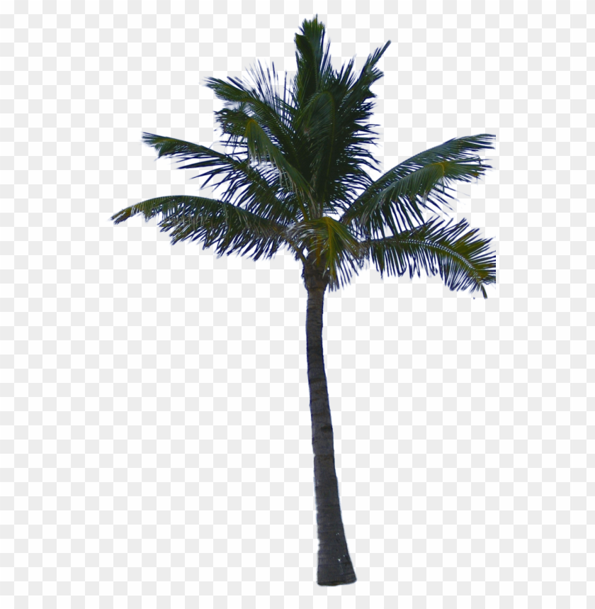 
palm tree
, 
feather-leaved
, 
fan-leaved
, 
evergreen leaves
, 
tropical tree
