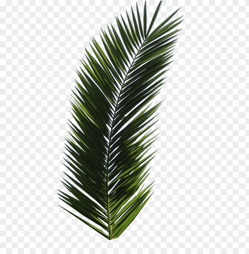 
palm tree
, 
feather-leaved
, 
fan-leaved
, 
evergreen leaves
, 
tropical tree
