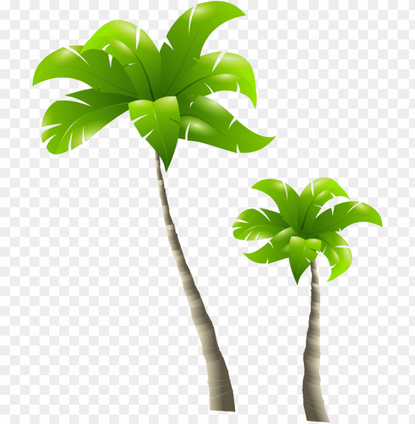 
palm tree
, 
feather-leaved
, 
fan-leaved
, 
evergreen leaves
, 
tropical tree
