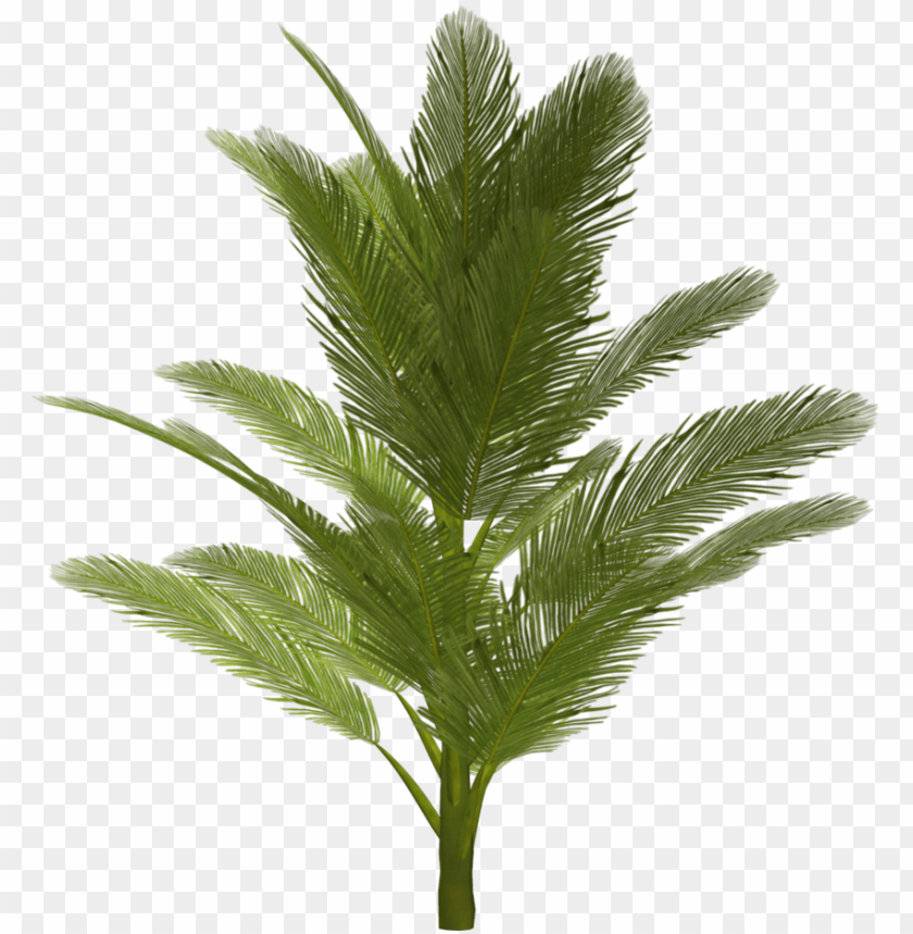 
palm tree
, 
feather-leaved
, 
fan-leaved
, 
evergreen leaves
, 
tropical tree
