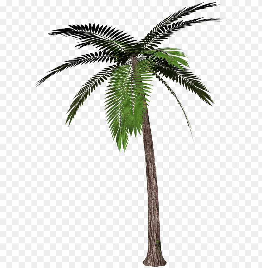 
palm tree
, 
feather-leaved
, 
fan-leaved
, 
evergreen leaves
, 
tropical tree
