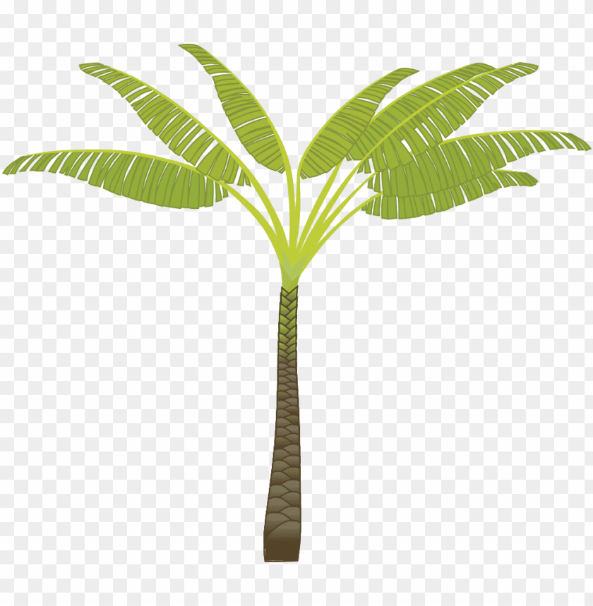 
palm tree
, 
feather-leaved
, 
fan-leaved
, 
evergreen leaves
, 
tropical tree
