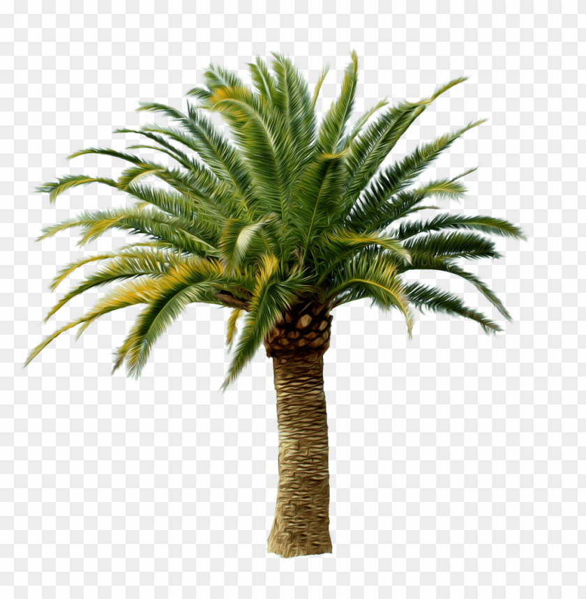 
palm tree
, 
feather-leaved
, 
fan-leaved
, 
evergreen leaves
, 
tropical tree
