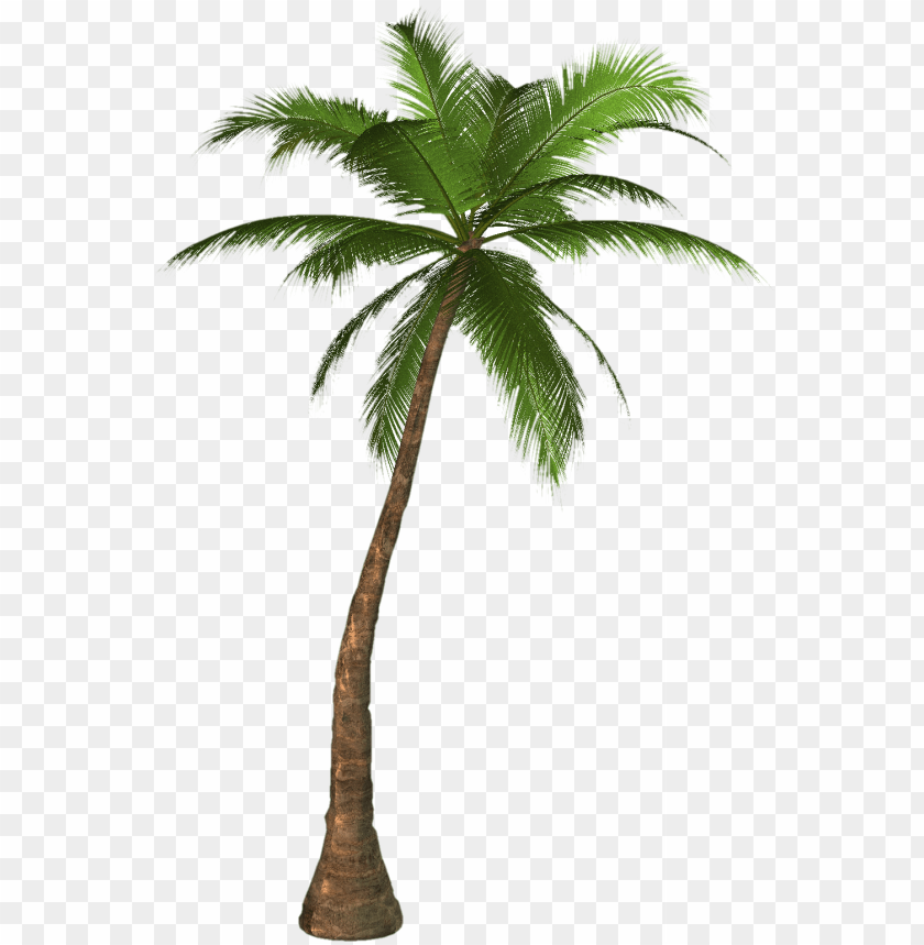 
palm tree
, 
feather-leaved
, 
fan-leaved
, 
evergreen leaves
, 
tropical tree
