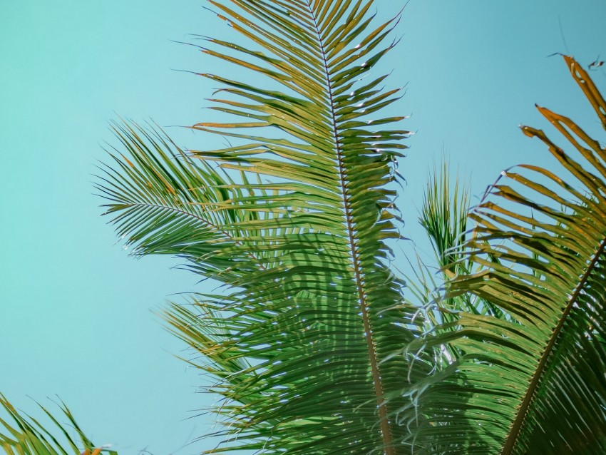 palm tree, branches, bottom view, tree, leaves, sky