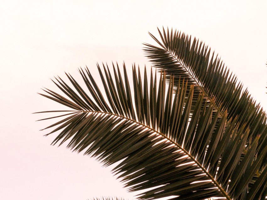 Palm Tree Branches Leaves Plant Sky Background