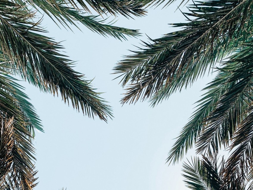 palm tree, branches, leaves, sky, bottom view