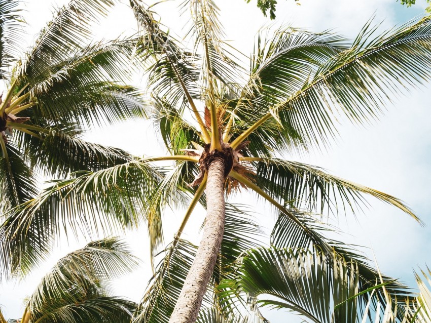 palm, tree, branches, leaves, tropics