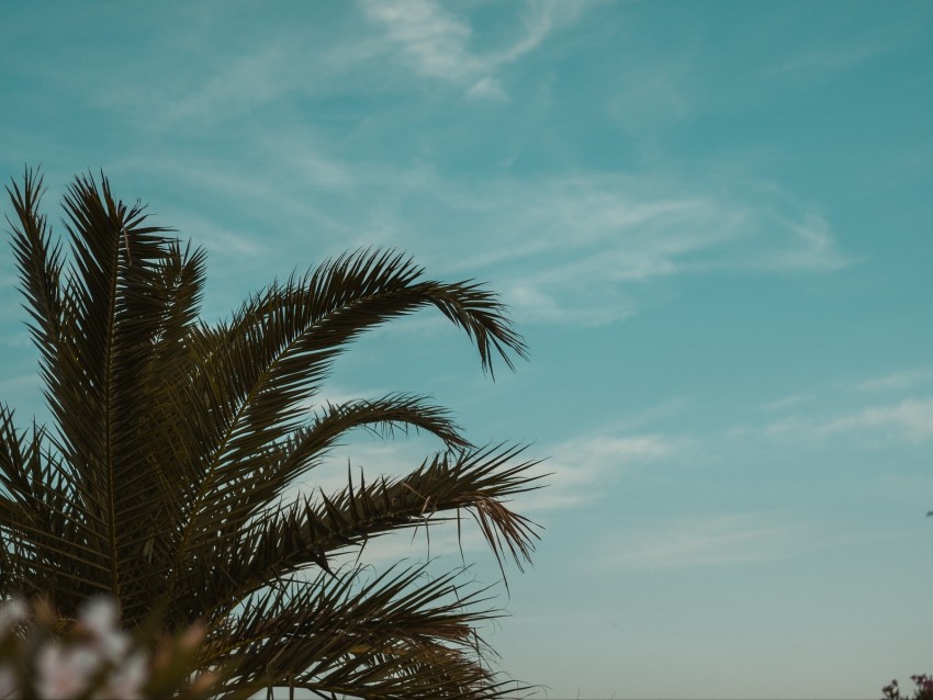 palm tree, branches, leaves, tropics, sky