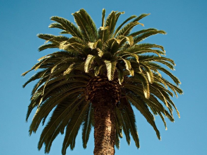 Palm Tree Branches Leaves Tropics Trunk Background