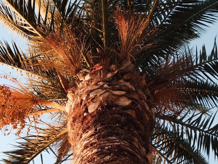 palm, tree, crown, branches, leaves