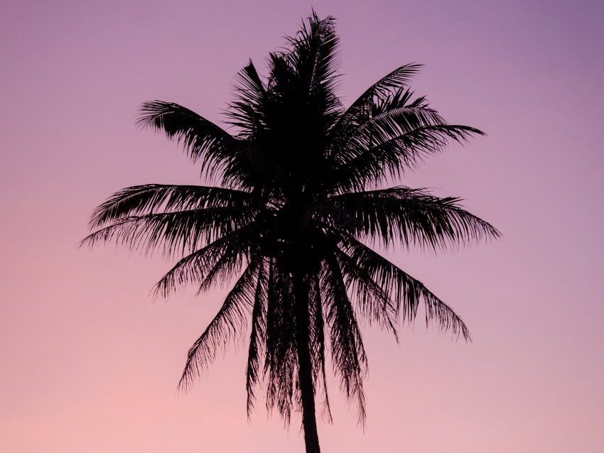 palm, tree, dark, twilight, purple