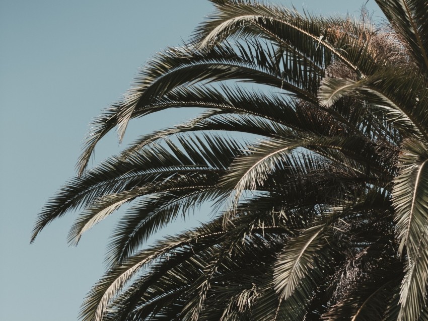 palm tree, leaves, branches, sky, tropics, vegetation, tree