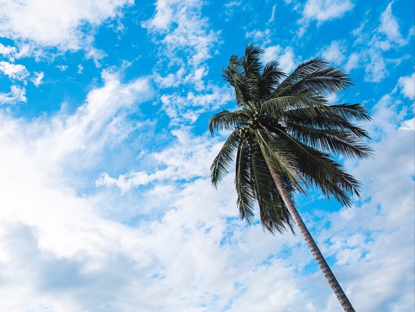 Palm Tree Sky Clouds Tropics Bottom View Trunk Branches Background