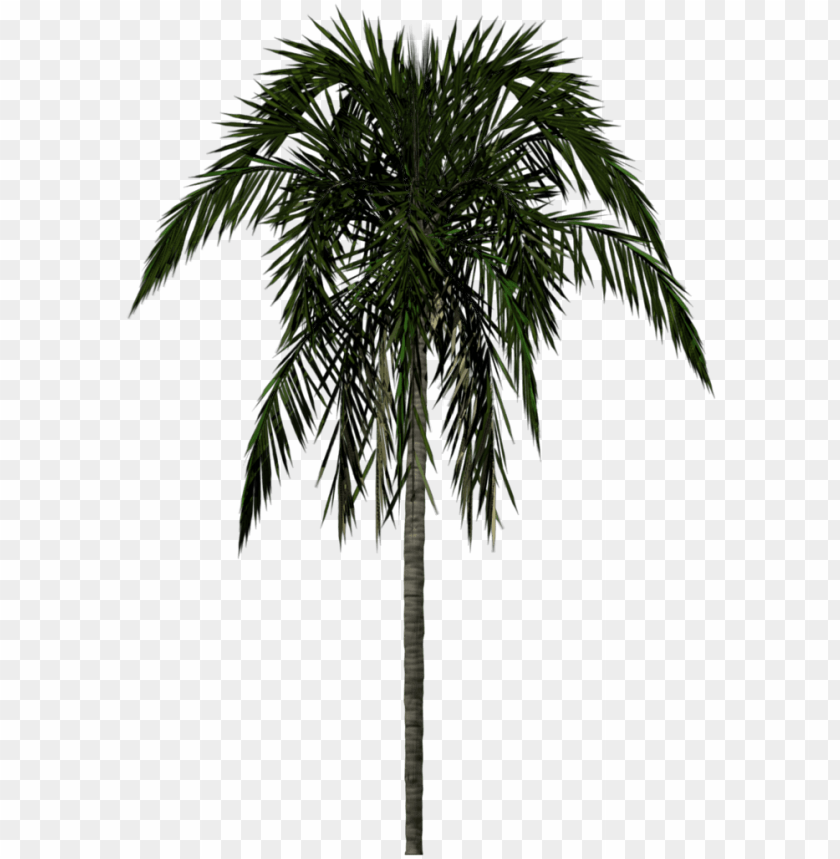 palm tree leaf, palm tree silhouette, palm tree vector, palm tree clip art, palm tree, palm tree leaves