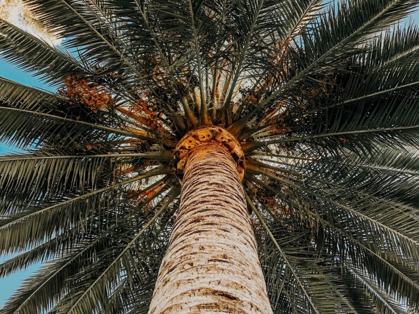 Palm Tree Top Crown Background