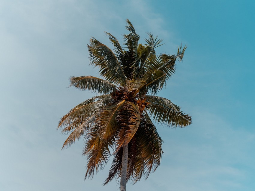 palm tree, tree, crown, top, branches