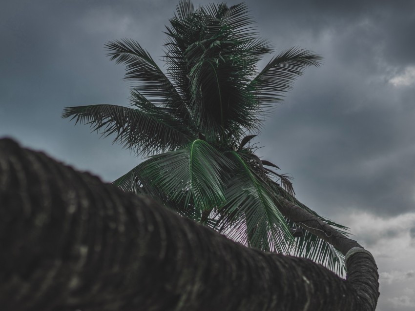 palm, tree, tropical, plant