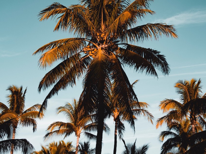 Palm Tree Tropics Branches Foliage Sky Background