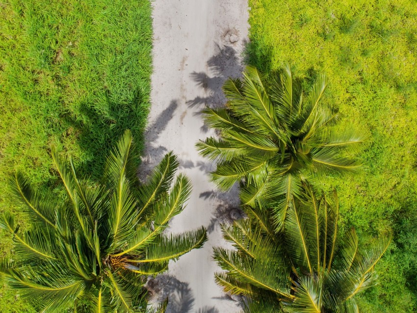 Palm Trees Aerial View Path Tropics Background