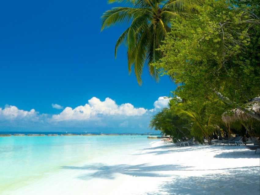 Palm Trees Beach Ocean Tropics Coast Paradise Background