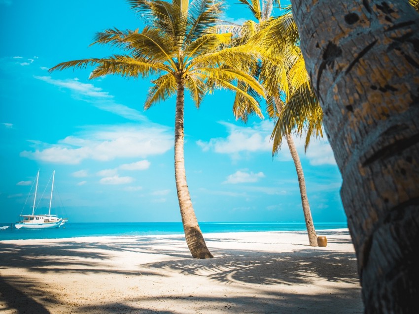 Palm Trees Beach Sand Tropics Paradise Background