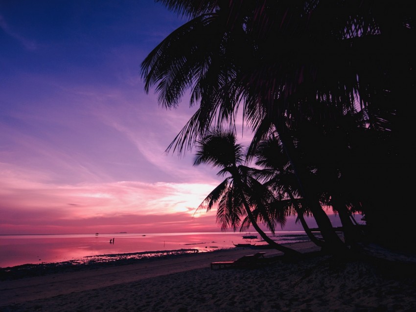 palm trees, beach, sunset, tropics, branches, shore