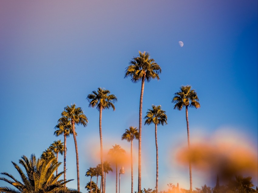 palm trees, blur, glare, bokeh, tropics, sky