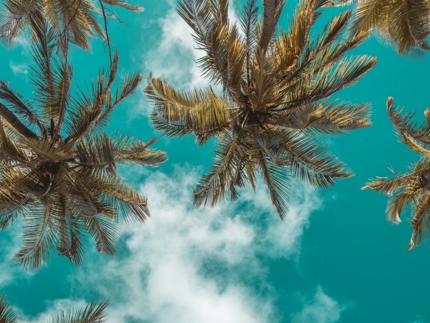 palm trees, bottom view, clouds, sky, branches, tropics, leaves