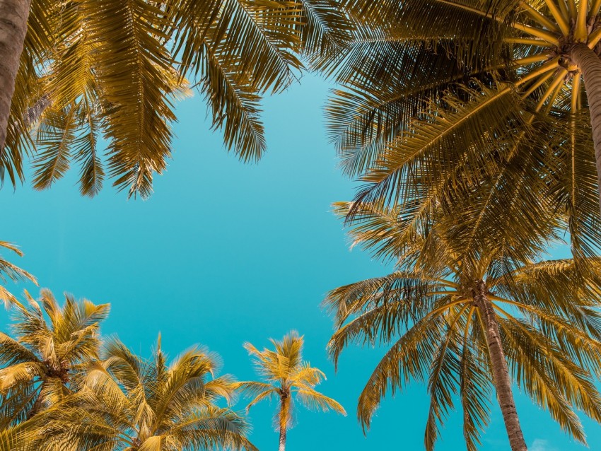 palm trees, bottom view, sky tropics, trunks, branches