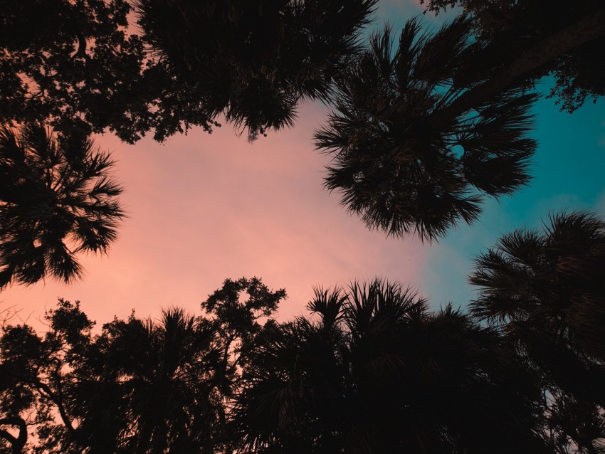 palm trees, bottom view, sunset, tropics, twilight