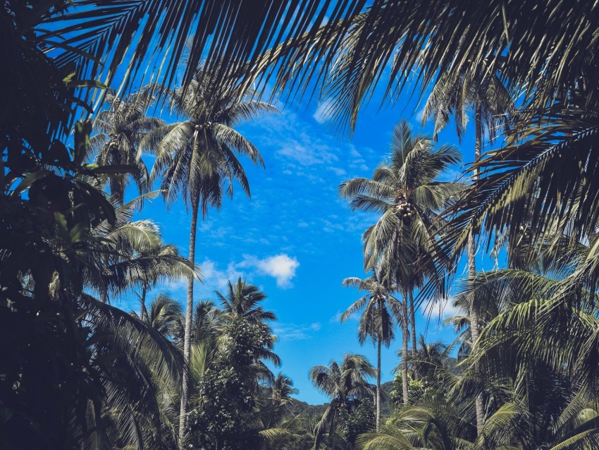 Palm Trees Branches Leaves Sky Clouds Tropics Background