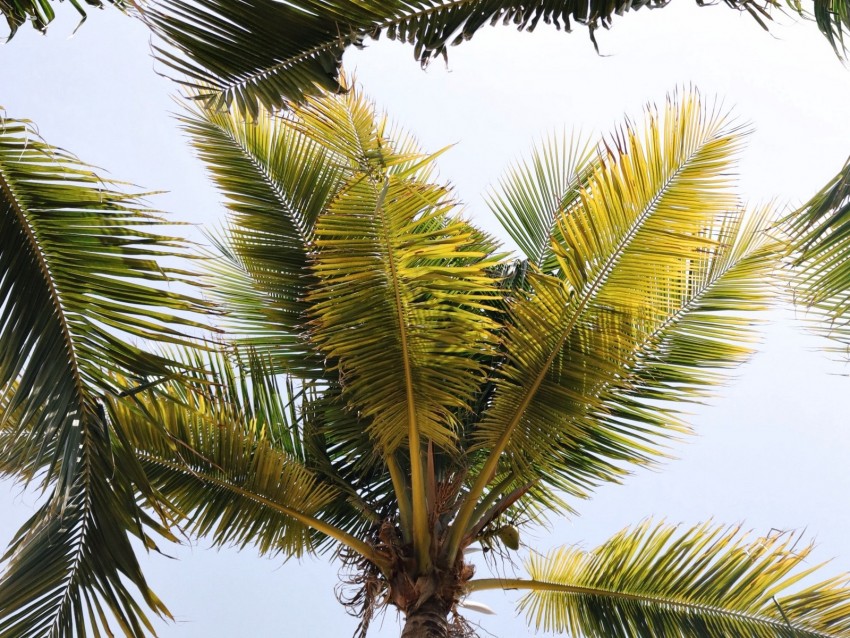 palm trees, branches, leaves, tropics