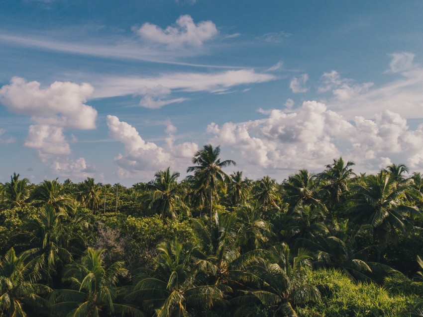 palm trees, clouds, sky, tropics