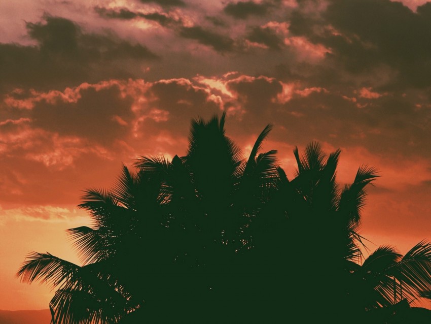 palm trees, clouds, sunset, dark, outlines, branches, tropics