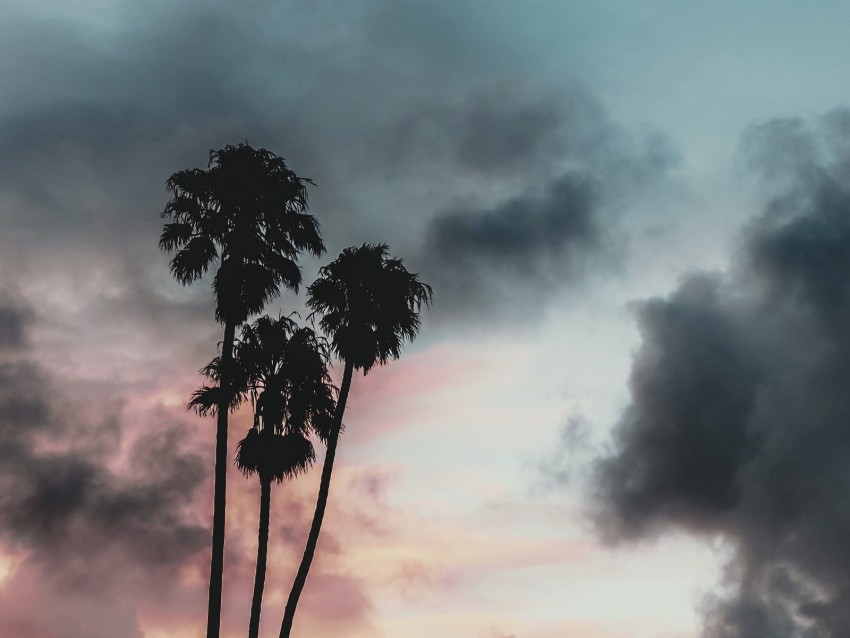 Palm Trees Clouds Sunset Outlines Sky Tropics Background