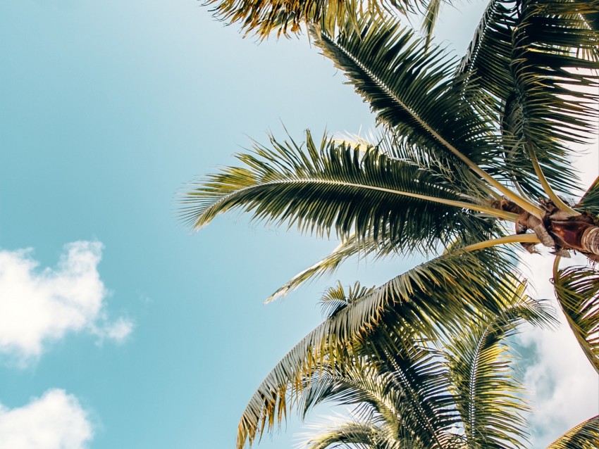 palm trees, crowns, branches, leaves, sky