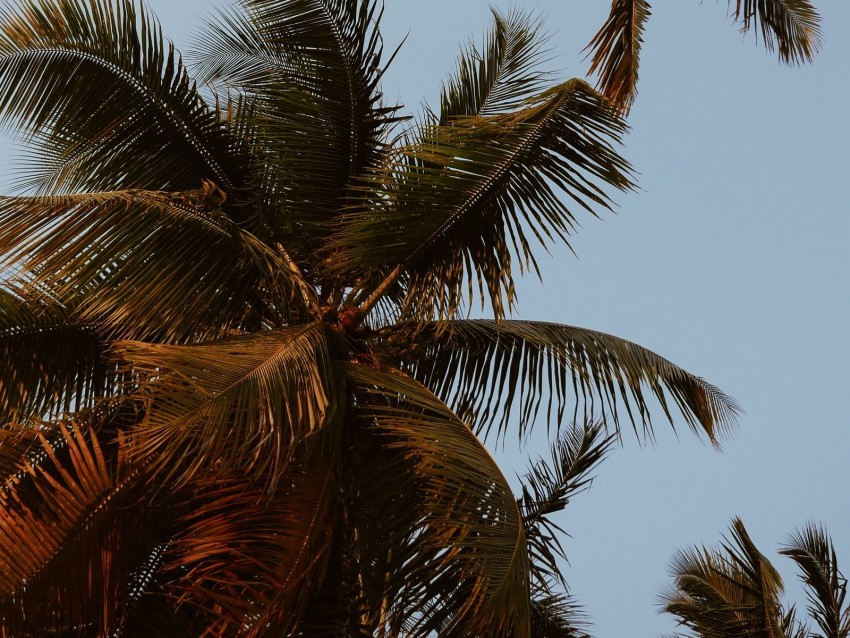 palm trees, crowns, branches, leaves, sky, tropics