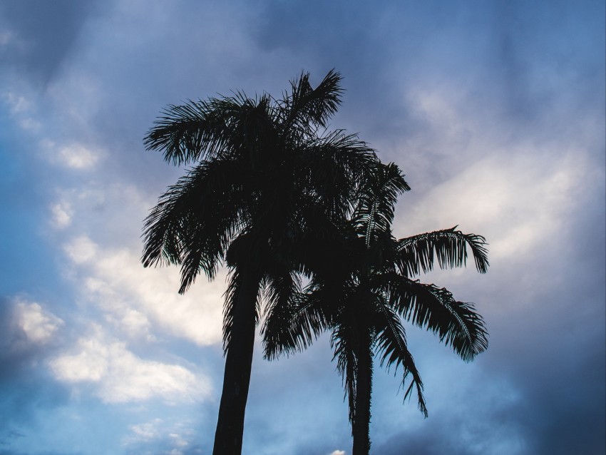 Palm Trees Dark Silhouettes Sky Clouds Background