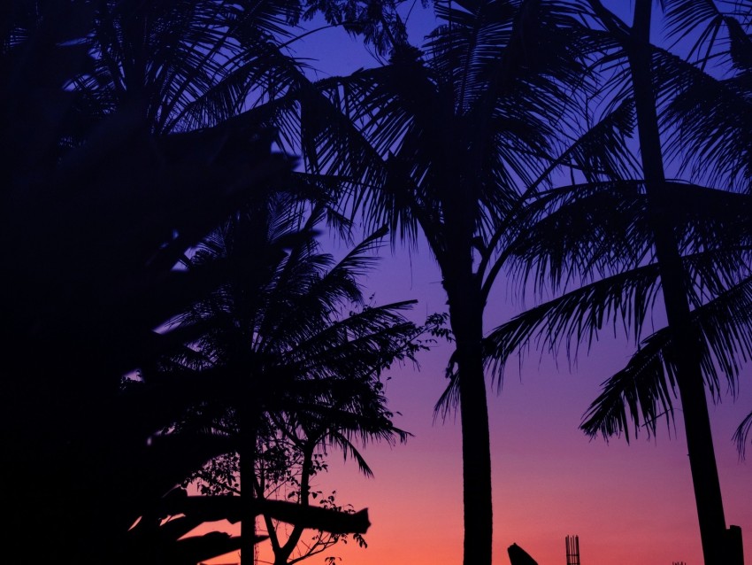 Palm Trees Dark Silhouettes Twilight Sunset Background