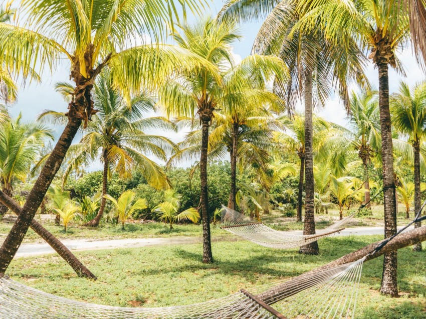 palm trees, hammocks, tropics, summer, bahamas